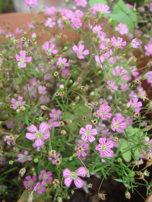 Gypsophila muralis 'Gipsy' fleur